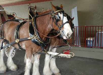 Ocala Horses Photography by Ernest J Bordini PhD all rights reserved Ocala Horses Photography by Ernest J Bordini PhD all rights reserved