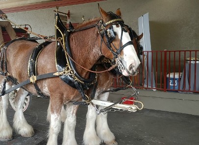 Ocala Horses  Photography by Ernest J Bordini PhD all rights reserved