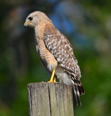 Hawk 34 Photography by Ernest J Bordini PhD all rights reserved Hawk 34 Photography by Ernest J Bordini PhD all rights reserved